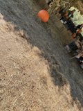 Harvest Hues of Autumn