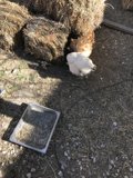 Chicken in the Countryside