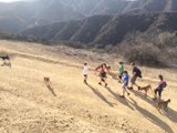 A Pack of Pups and Their People