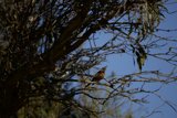 Serenity in Simplicity - A Bird on a Branch