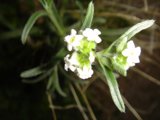 White Geranium Flower