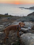Majestic Vizsla on a Rocky Beach