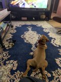 Man's Best Entertainment