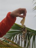 Island Delights
