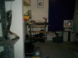 Feline Acrobat
