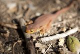 Tiny Lizard's Ground Exploration