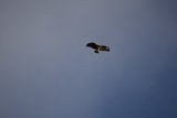 Majestic Flight of the Hawk at Lake Merced.