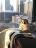Window Watcher
