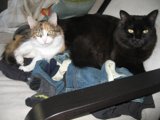 Feline Friends on Furniture