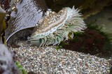 Sea Anemone Unfurled in Rocky Tidal Pool
