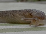 Slug Crawling on Wooden Garden Edge