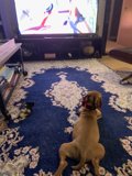 Furry Companion and the Big Screen