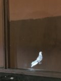 Feathered Mural