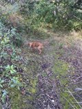 Peaceful Pup in the Woods