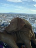 City Pup