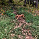 A Pawsome Day in the Wildflowers