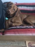 Furry Couch Companion