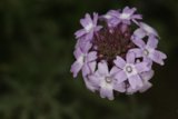 Purple Geranium Flower