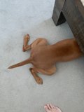 Under the Table Pup
