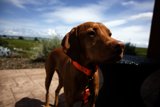 A Canine Companion at Bouchaine Vineyards & Winery