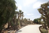 Pathway Through Joshua Trees