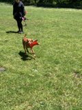 Frisbee Fun with Man's Best Friend