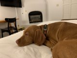 Cozy Canine on the Bed