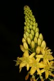 Golden Lupin