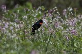 Serenity in the Wildflower Meadow