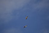 Sky Dancers: Duel of the Vultures