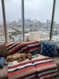 City View Companion