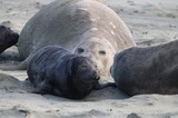 Northern Elephant Seal Mother with Nursing Pups on Beach