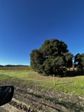 Lone Tree in the Field