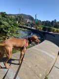 A Canine Walk