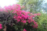 Pink Geranium Flower Blooming on Tree Branch
