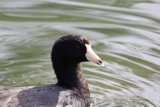Serene Sight: A Moment with Waterfowl