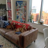 Two Dogs Take Over the Couch