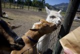 Friendly Farm Faces at Old Faithful Geyser of Calistoga