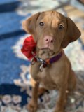 Bow-Wow Chic
