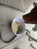 Breakfast with the Pup