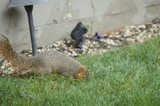 Squirrel Foraging in Backyard Lawn at Dusk