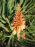 Vibrant Orange Flower with Green Foliage