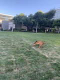 Frisbee Fun in San Francisco