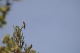 Robin Perched on Cedar Branch Against Clear Sky
