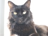 Beautiful Black Cat