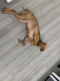 Resting Pup