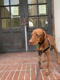 A Vizsla on a Brick Sidewalk