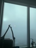 Giraffe at the Window