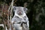 Cherished Encounter at SF Zoo