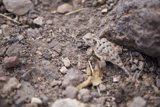 Tiny Lizard in a Rocky Terrain